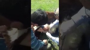 удаление папиломы у коровы