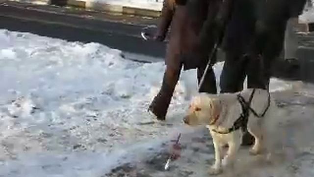 Передача собаки-поводыря слепому-1 смотреть онлайн