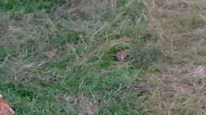 Роды львицы в парке львов Прайд.Ответы на вопросы. Рассказ Анатолия и Томы. часть 3. Абхазия 10.202