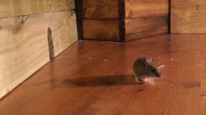 мышки для кошек 🐭 охотиться на мышей