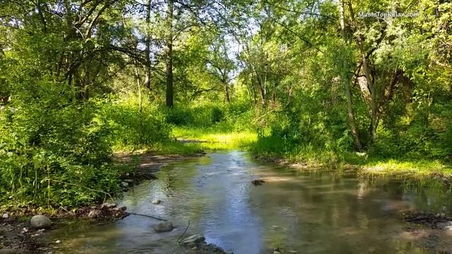 Природа. Пение птиц. Медитация смотреть онлайн