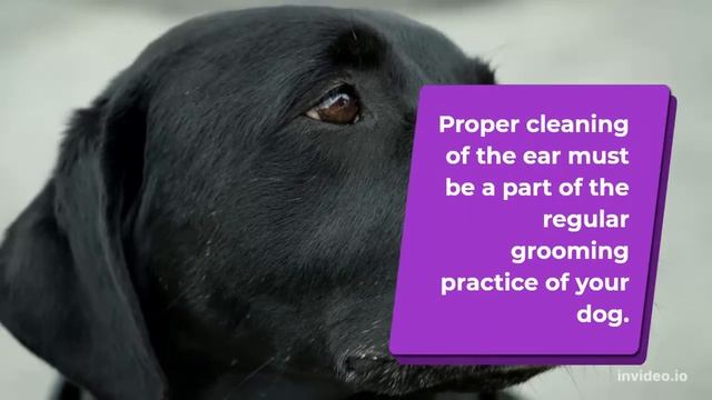 Can I use cotton buds to clean the ears of dogs смотреть онлайн