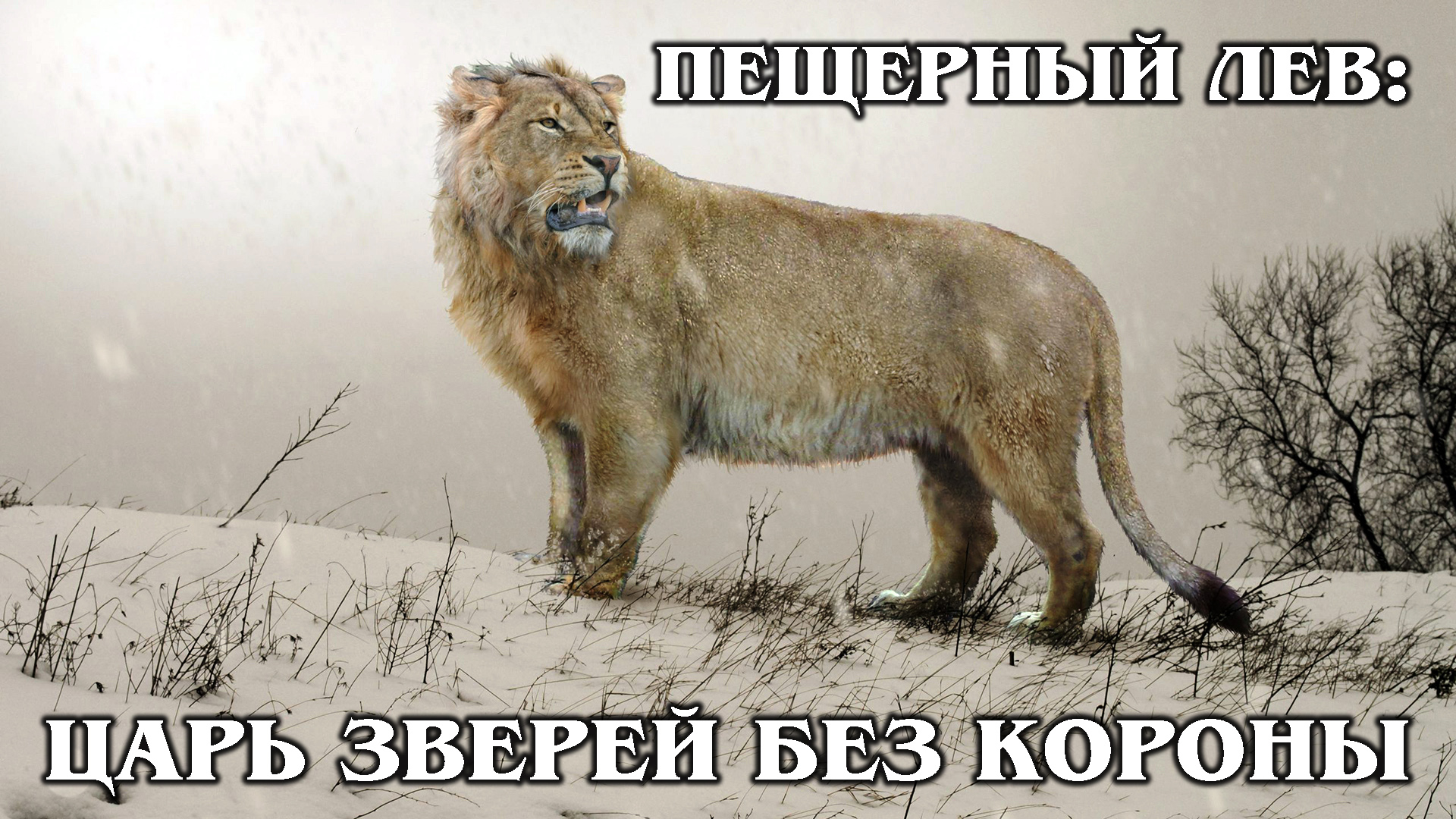 ПЕЩЕРНЫЙ ЛЕВ: Самый большой лев в истории был без гривы | Интересные факты про львов и животных смотреть онлайн