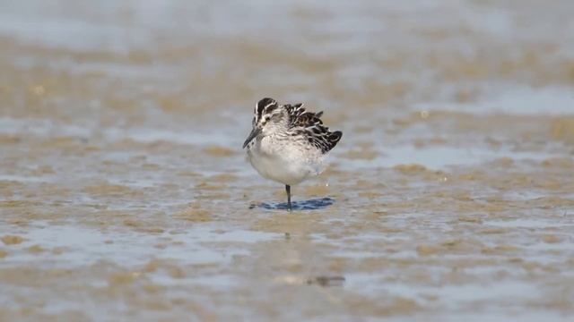 Грязовик смотреть онлайн