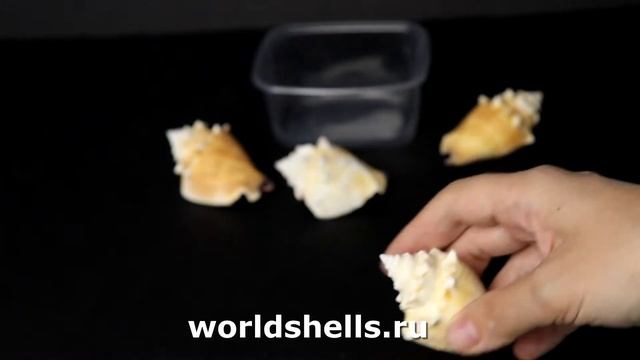 Стромбус Пужилис (Strombus pugilis) 6-7см. 250 мл. смотреть онлайн