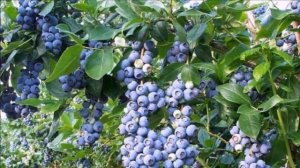 Выращивание Голубики как бизнес идея