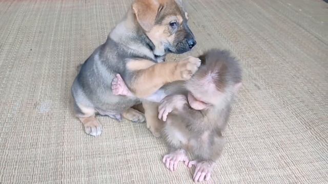 ОБЕЗЬЯНА , СВИНЬЯ И ЩЕНОК!!!MONKEY, PIG AND PUPPY!!! 2021,HD смотреть онлайн