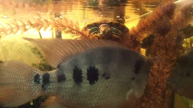 Рыб и черепах 2 смотреть онлайн