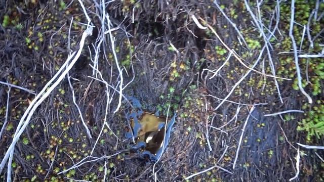 Болото Ельня Одиночный трёхдневный поход смотреть онлайн