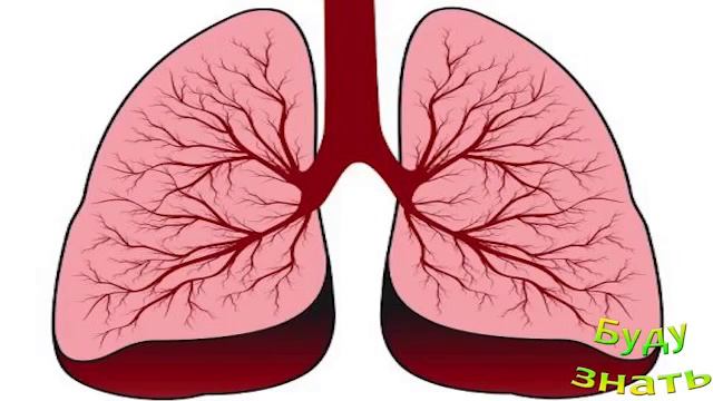 Почему легкие человека названы ЛЕГКИМИ?