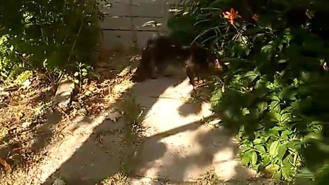 Кот с двумя хвостами смотреть онлайн