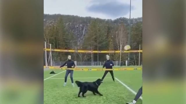 Забавные собаки № 5 смотреть онлайн