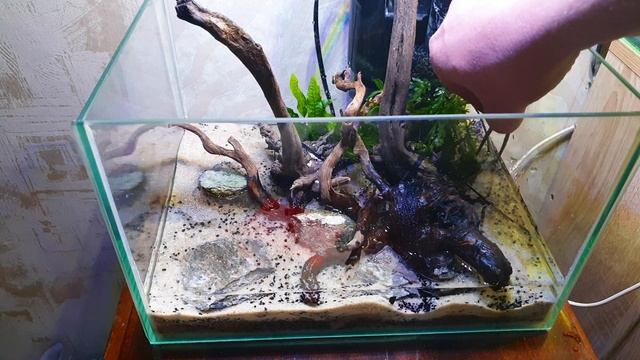 Запуск аквариума 9 литров смотреть онлайн