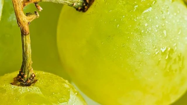 Серия макро-фотографий | A series of macro-photos смотреть онлайн