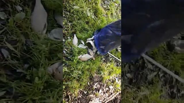 Рыбалка в Шатуре 2017 смотреть онлайн