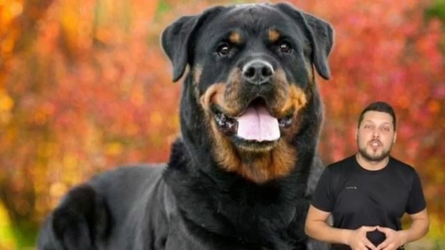 Rottweiler - Pros And Cons -Guide To The Rottweiler Breed| Ротвейлер достоинства и недостатки пород