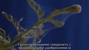 Туя Даника: описание, посадка и уход