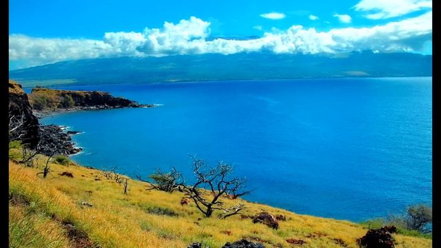 Calm Chords: Solo Piano for Tranquility & Happiness 💙 Relaxing смотреть онлайн