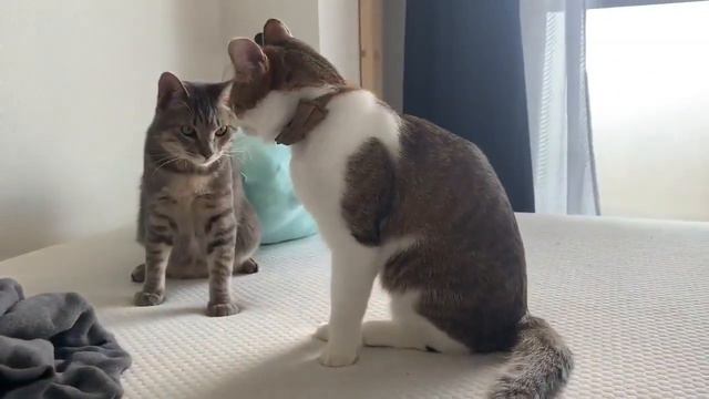 Синхронные коты смотреть онлайн