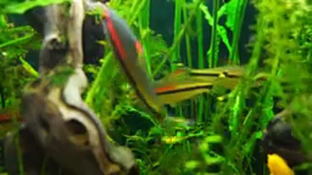 Aquarium 4K VIDEO (ULTRA HD) - Discover the Beauty of Coral Reef Fish - Relaxing Music смотреть онлайн