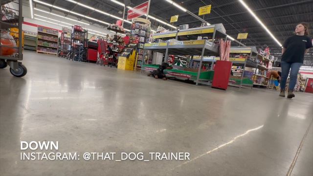 Wild 5 M/O Doberman, "Remi", Gets an Obedience Transformation смотреть онлайн