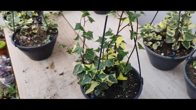 KLEINIA MACROGLOSUS VARIEGATA ( DICAS DE CULTIVO E PODA ) смотреть онлайн