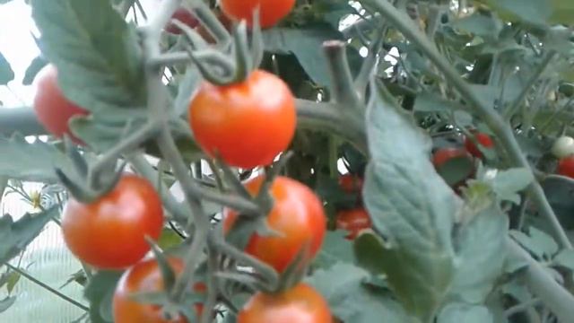 Томаты черри. Черри черника. Ломтик дыни. Черри Yellow  Marvel.