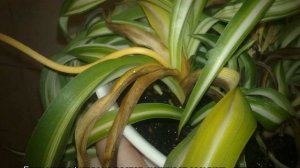 Вредители и болезни Хлорофитума — причины и борьба