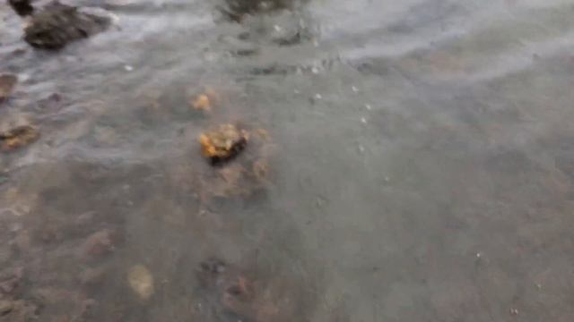 Coastal Foraging: Catch and Cook CLAM LINGUINE w/ Fishing Chef! смотреть онлайн