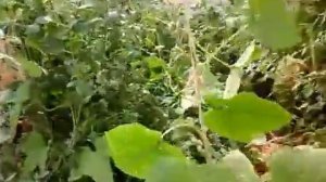 Огурцы Китайский змей.