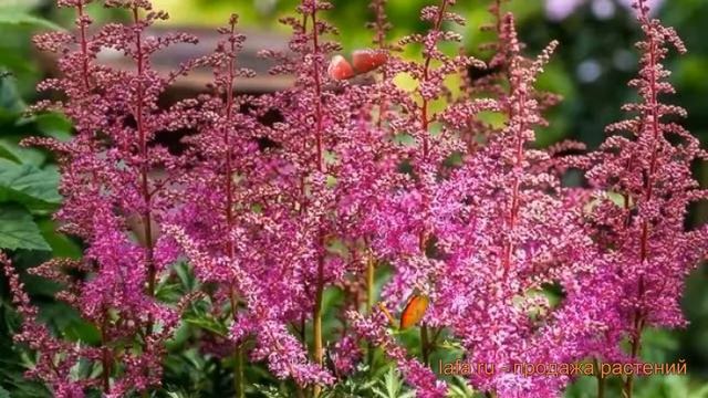 Астильба китайская Ю энд Ми Олвейз (astilbe) ? обзор: как сажать, саженцы астильбы Ю энд Ми Олвейз смотреть онлайн