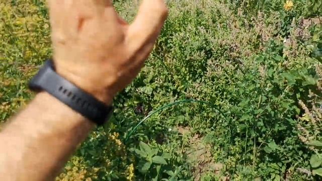 Урожайные НОВОСТИ ⚡ для ХОРОШЕГО Настроения! В ПОМИДОМЕ начало созревания СЕМЯН всего на свете! смотреть онлайн
