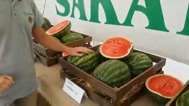 Обзор линейки арбузов от компании САКАТА смотреть онлайн