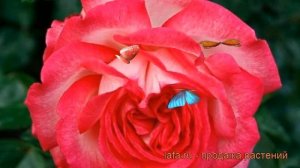 Роза плетистая Антик (rosa antique-89) ? плетистая роза Антик обзор: как сажать, саженцы розы Антик