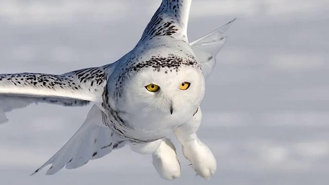 Bubo Scandiacus (Snowy Owl) 1. Female and hooting male смотреть онлайн