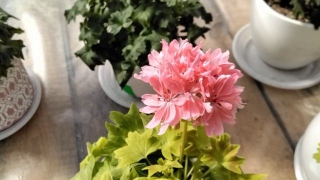 #352.Подробный обзор зацветающих пеларгоний! смотреть онлайн