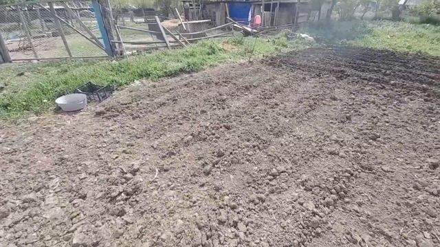Сажаем картошку Галла под мотоблок смотреть онлайн