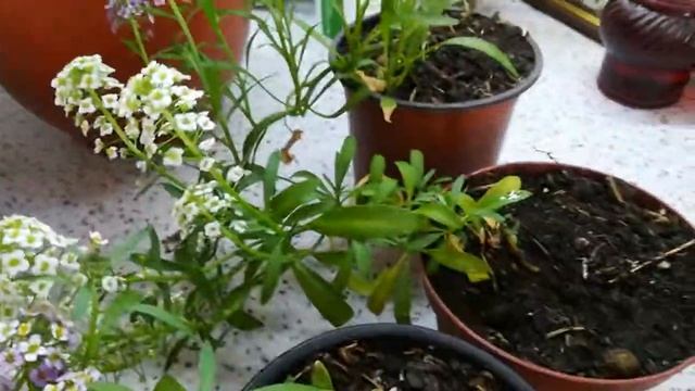 Алисум смотреть онлайн