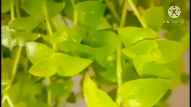 Callisia repens(creeping inchplant or turtle) #succulent? stay home stay safe tc all... смотреть онлайн