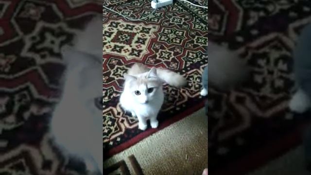 Лакомство для кошек своими руками смотреть онлайн