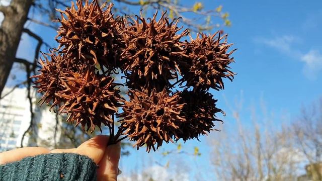 Колючки семена смотреть онлайн