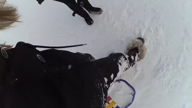 VLOG: ПОЯВИЛСЯ ХАХАЛЬ! смотреть онлайн