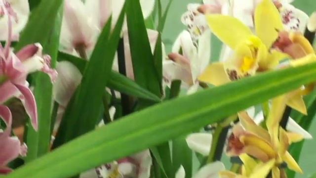 №4. Успешный цветовод. Цимбидиум - Орхидеи. Краткий обзор . Как ухаживать. смотреть онлайн