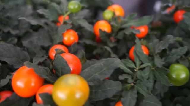Соланум "Pseudocapsicum" d13 h27 3D (К) (Solanum) смотреть онлайн