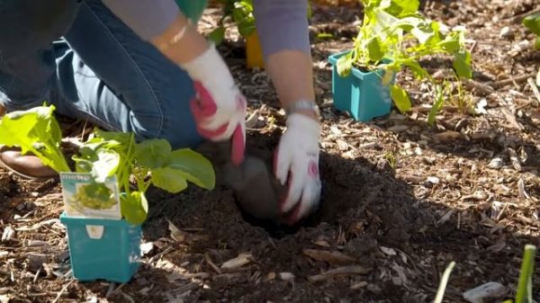 The Garden Gurus - Broccoli Romanesco