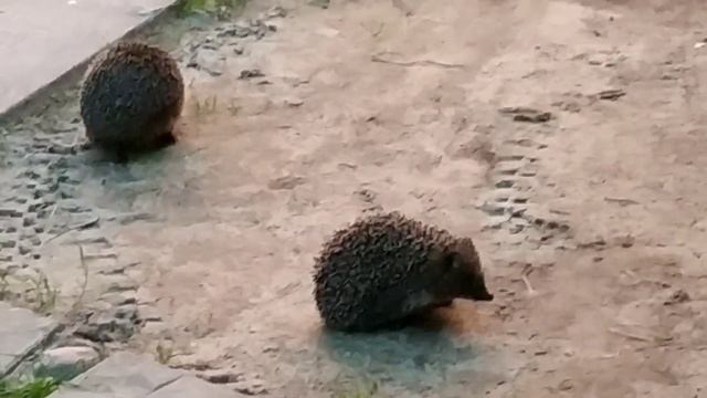 Забавные ёжики смотреть онлайн