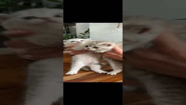 Танцующие британцы ч.2 !