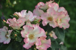 Роза  флорибунда Лиола ( Liola) ..mp4