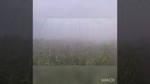 Mispray x20  лучше опрыскивателя?  Или почему он работает там где другие сдаются?