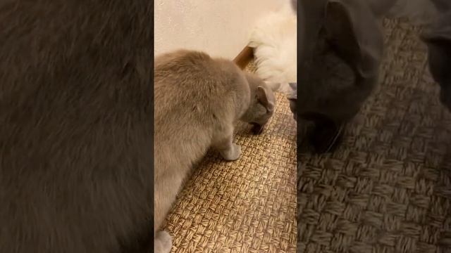 Котики любят грибы ?? #котики #грибы Я даже не мог подумать о таком таком ? смотреть онлайн